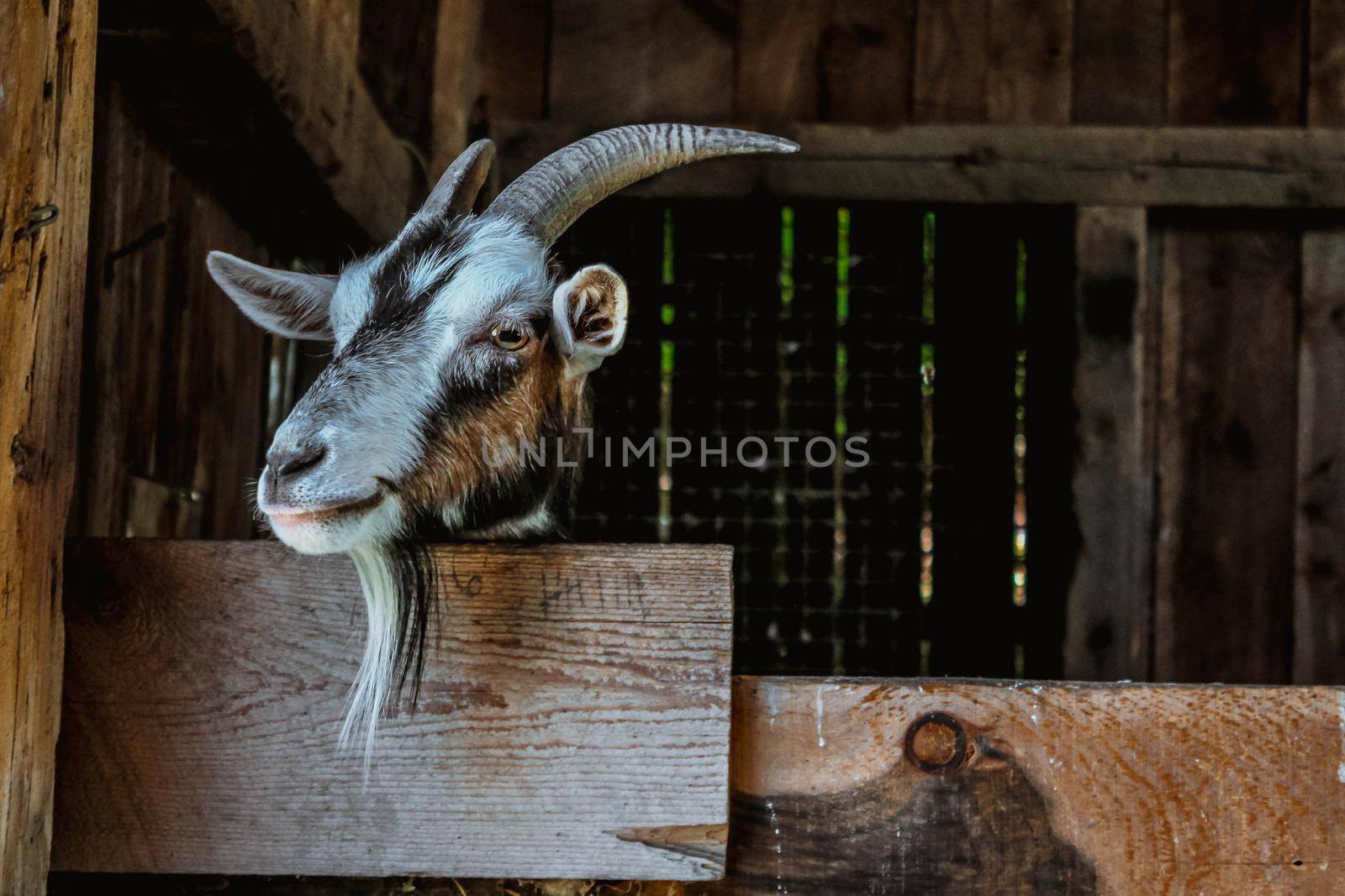 Hand feeding goat with a carrot on the farm. Space for text by JuliaDorian
