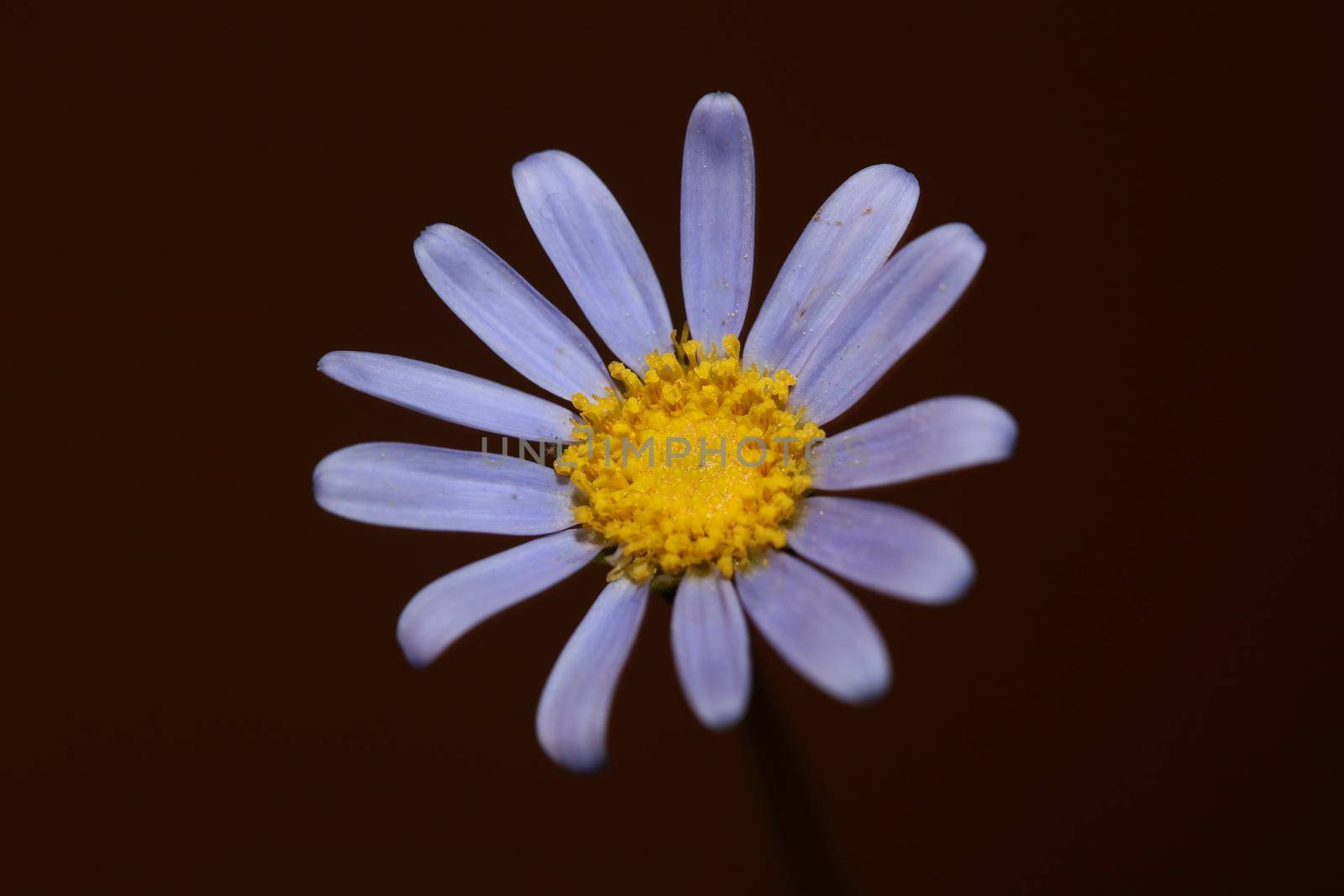 Blue flower close up blossom felicia amelloides family compositae modern botanical background high quality big size print home decoration