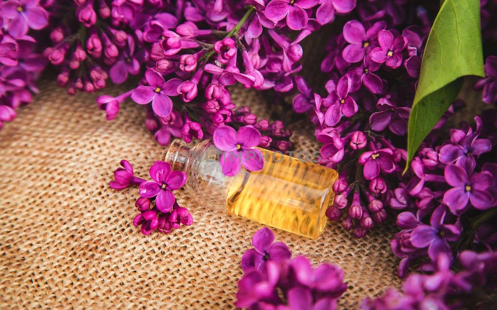 Lilac essential oil in a small bottle. Selective focus. Nature.