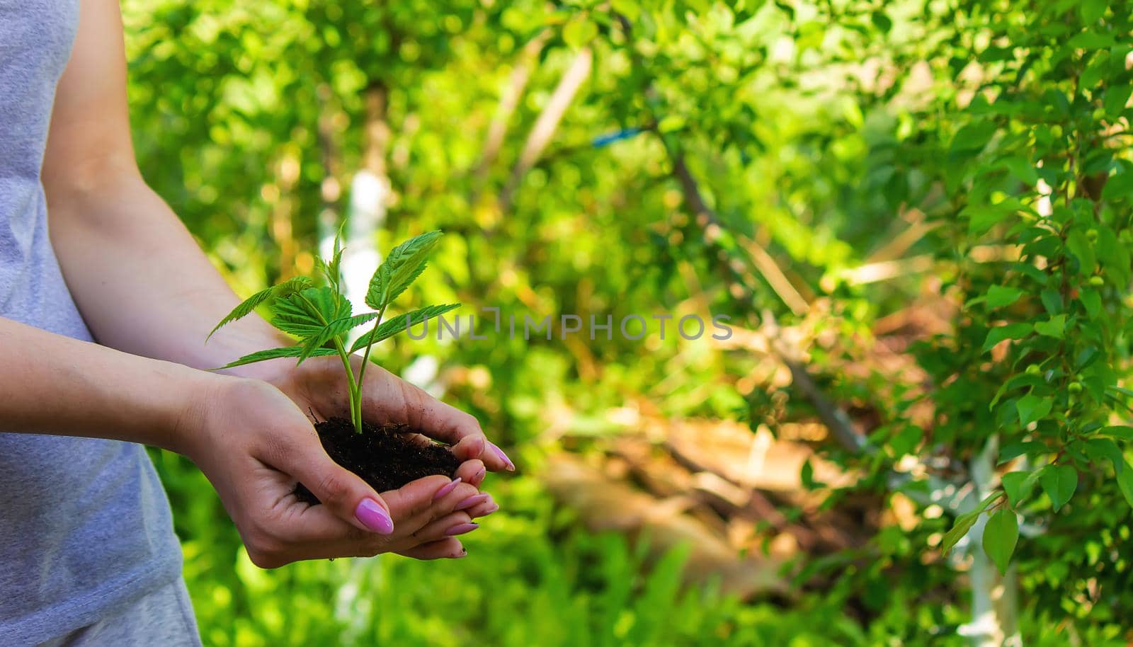 hand holding young plant on blur green nature background and sunslight. concept eco earth day. Selective focus