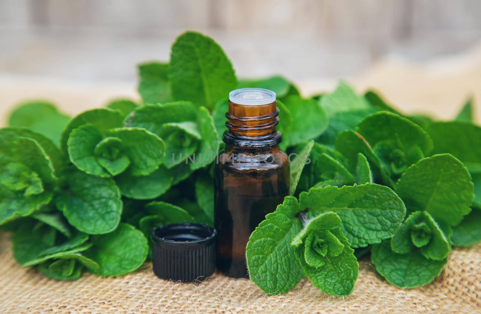 Peppermint essential oil in a small bottle. Selective focus. Nature.