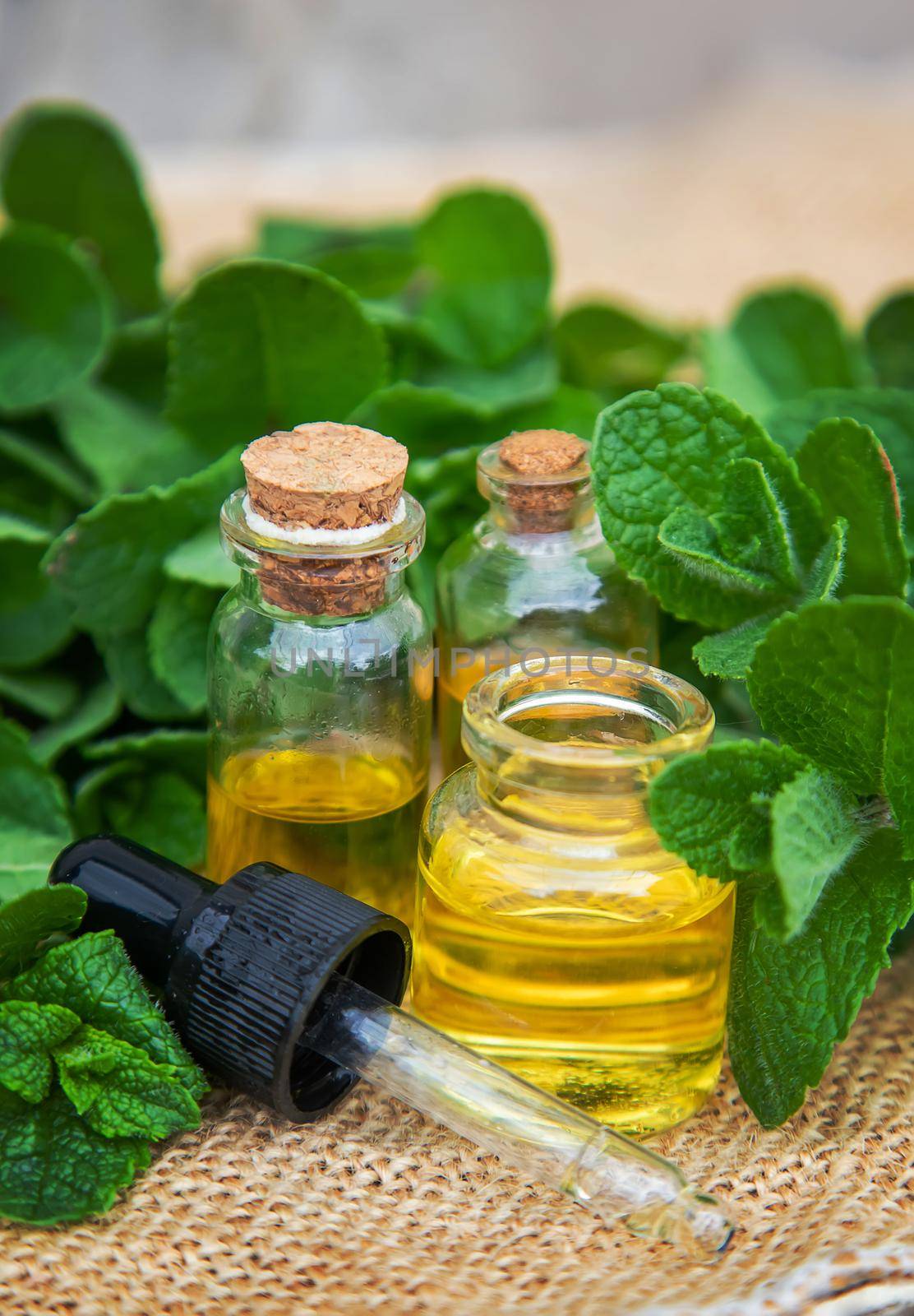 Peppermint essential oil in a small bottle. Selective focus. Nature.