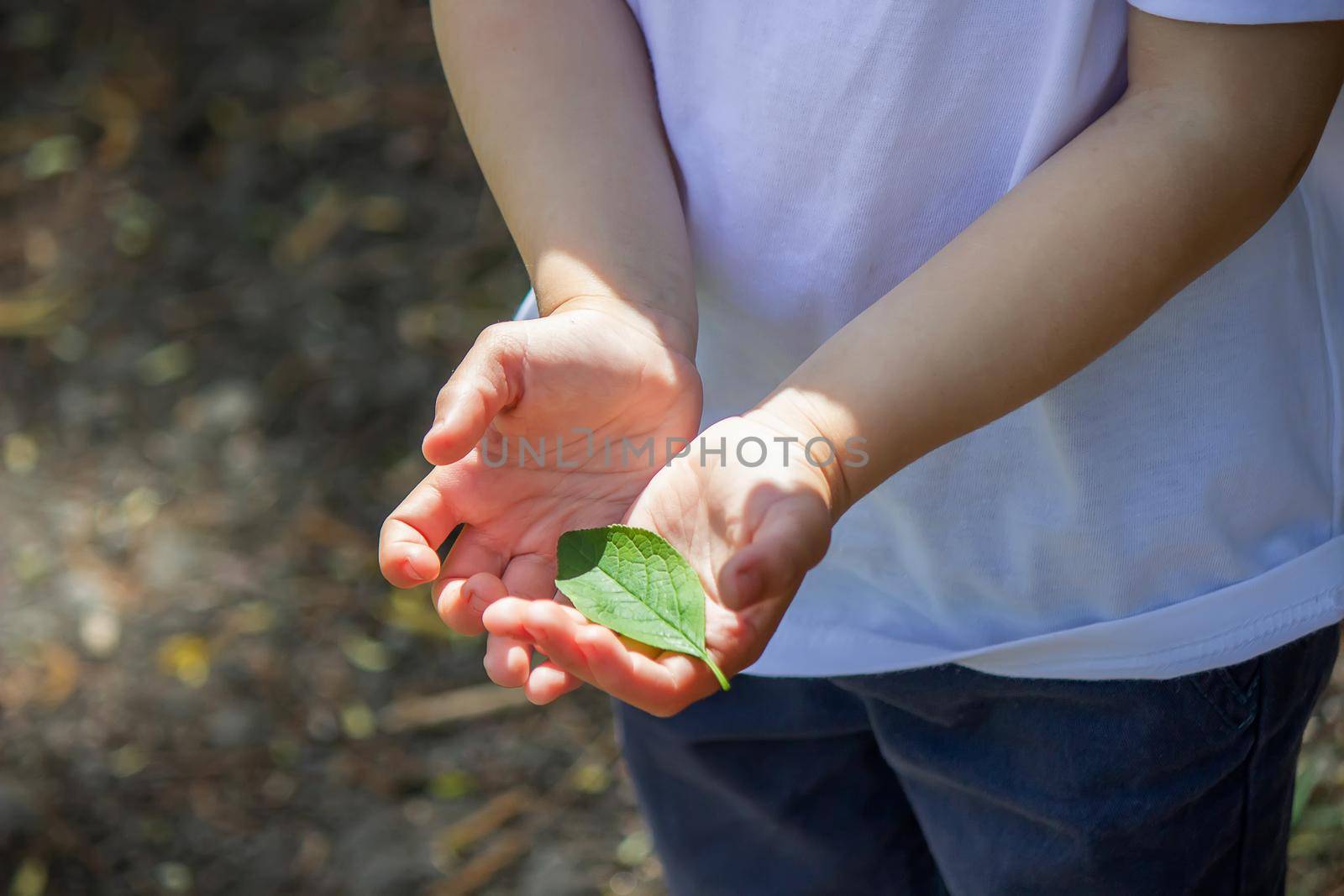 green leaf in the hands of a reyenka. Nature. Selective focus.