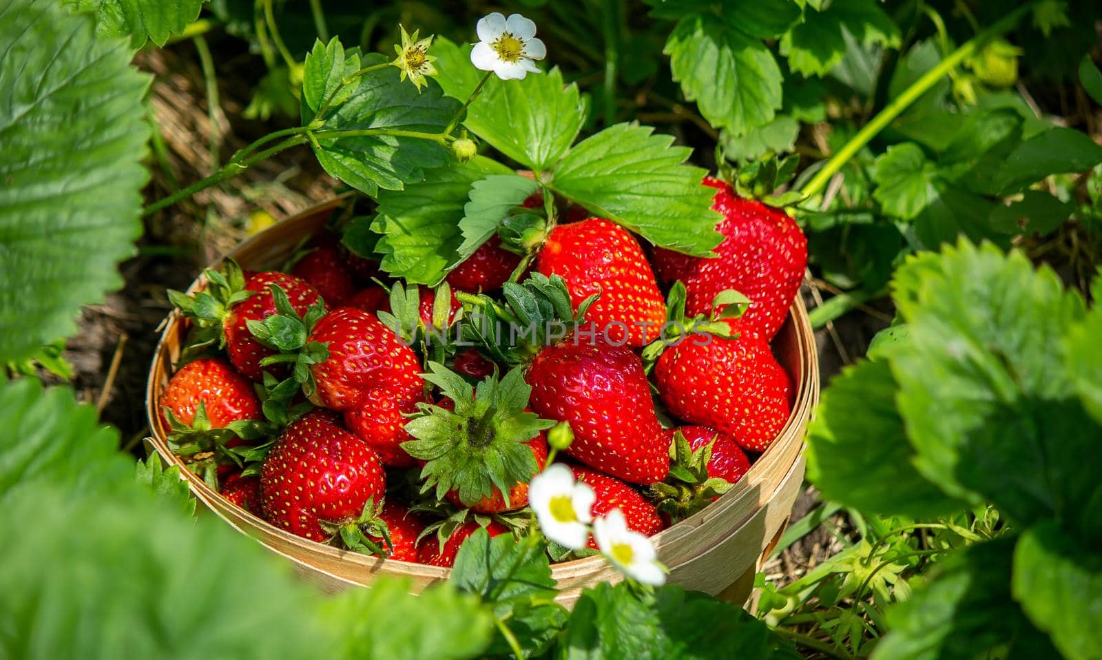 Strawberries in a basket in the garden at the farm. Nature. Selective focus.