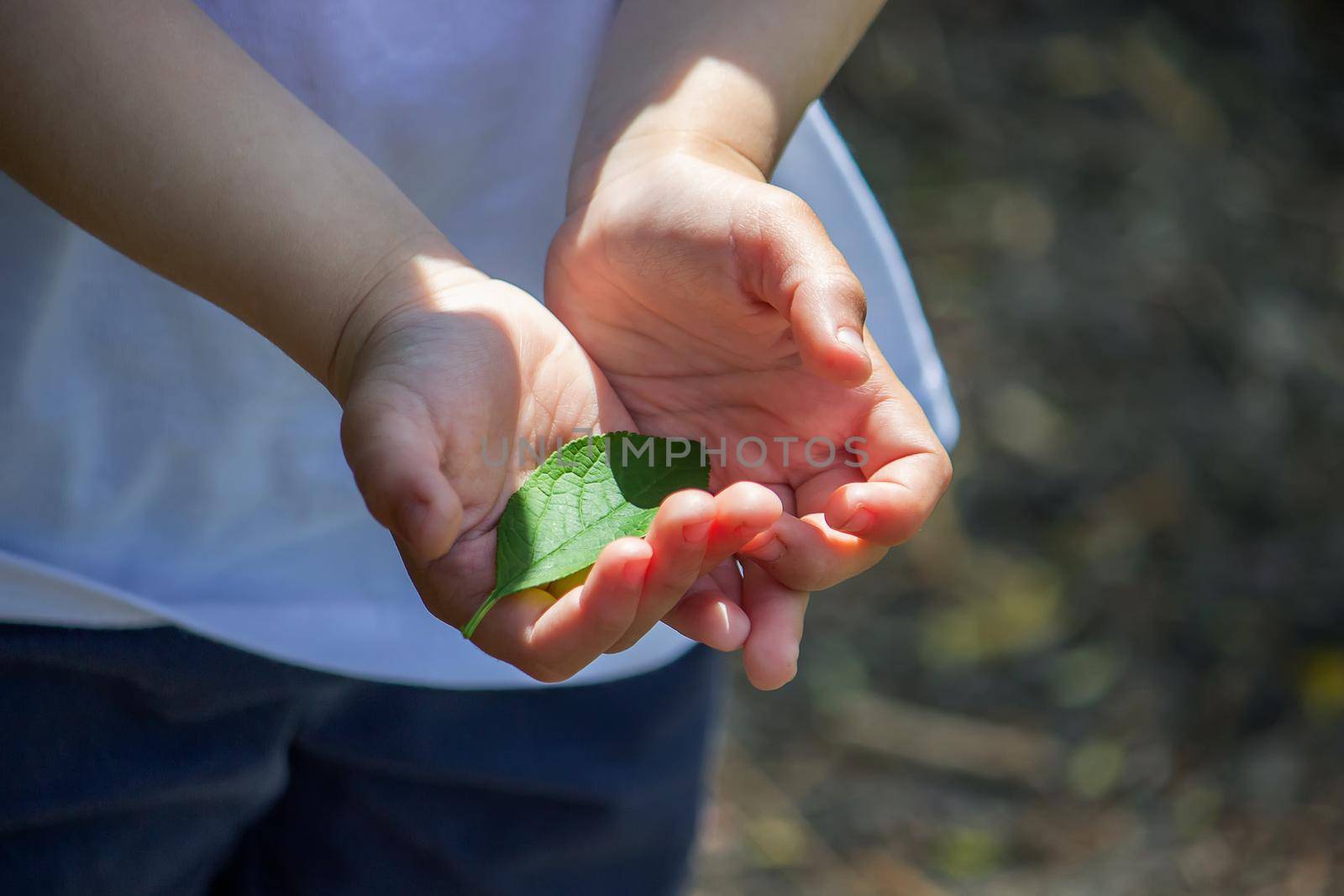 green leaf in the hands of a reyenka. Nature. Selective focus.