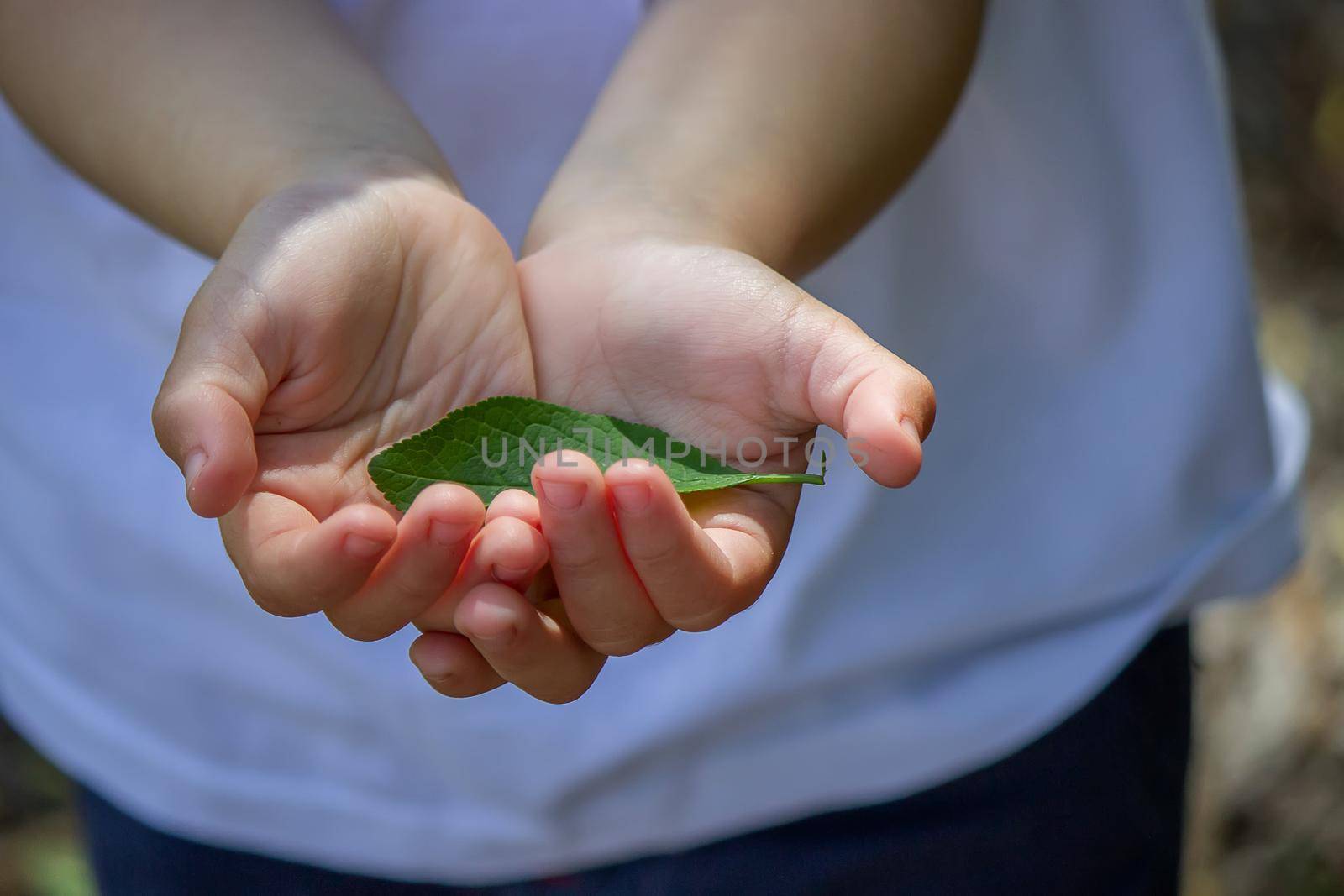 green leaf in the hands of a reyenka. Nature. Selective focus.