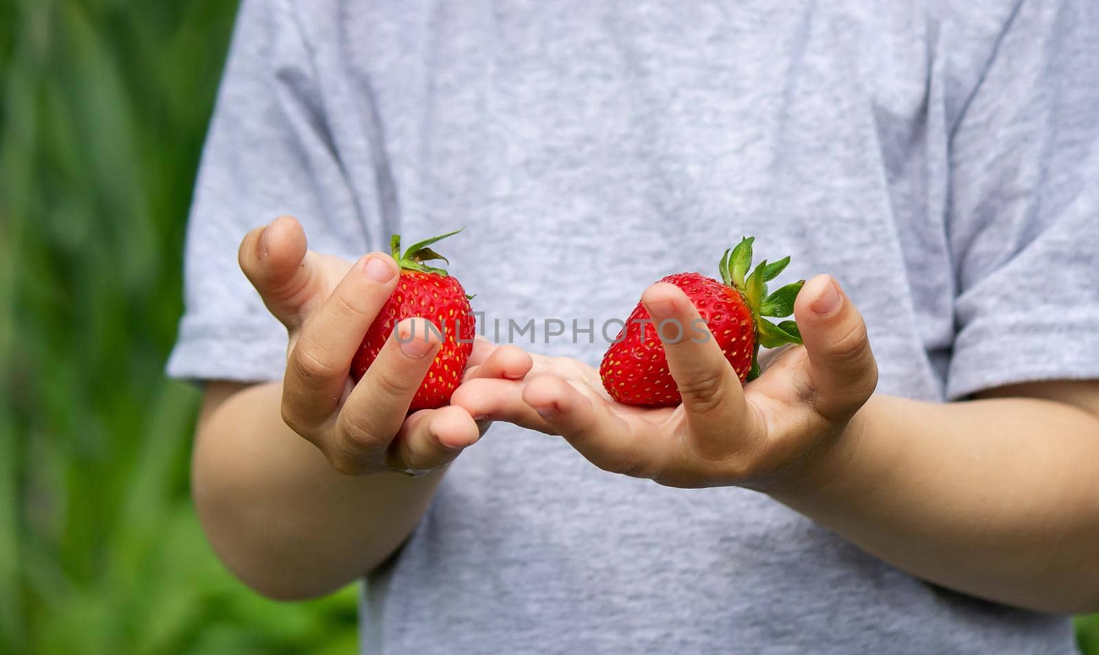 Fresh strawberries in the hands of a child. Nature. Selective focus.