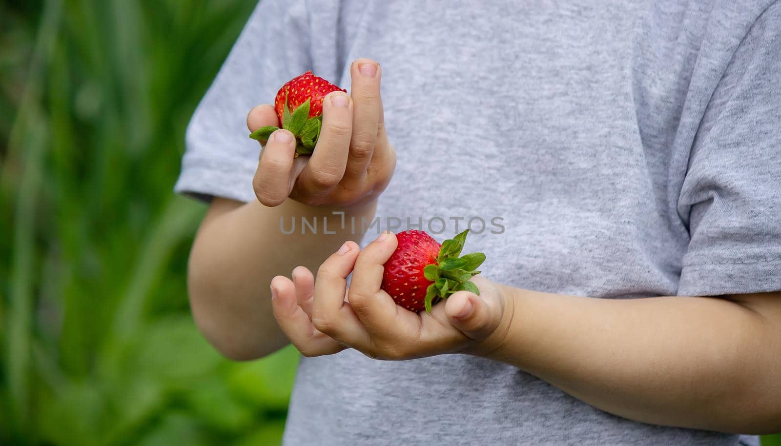 Fresh strawberries in the hands of a child. Nature. Selective focus.