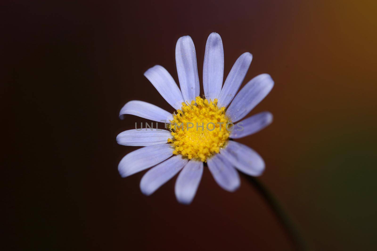 Blue flower close up blossom felicia amelloides family compositae modern botanical background high quality big size print home decoration