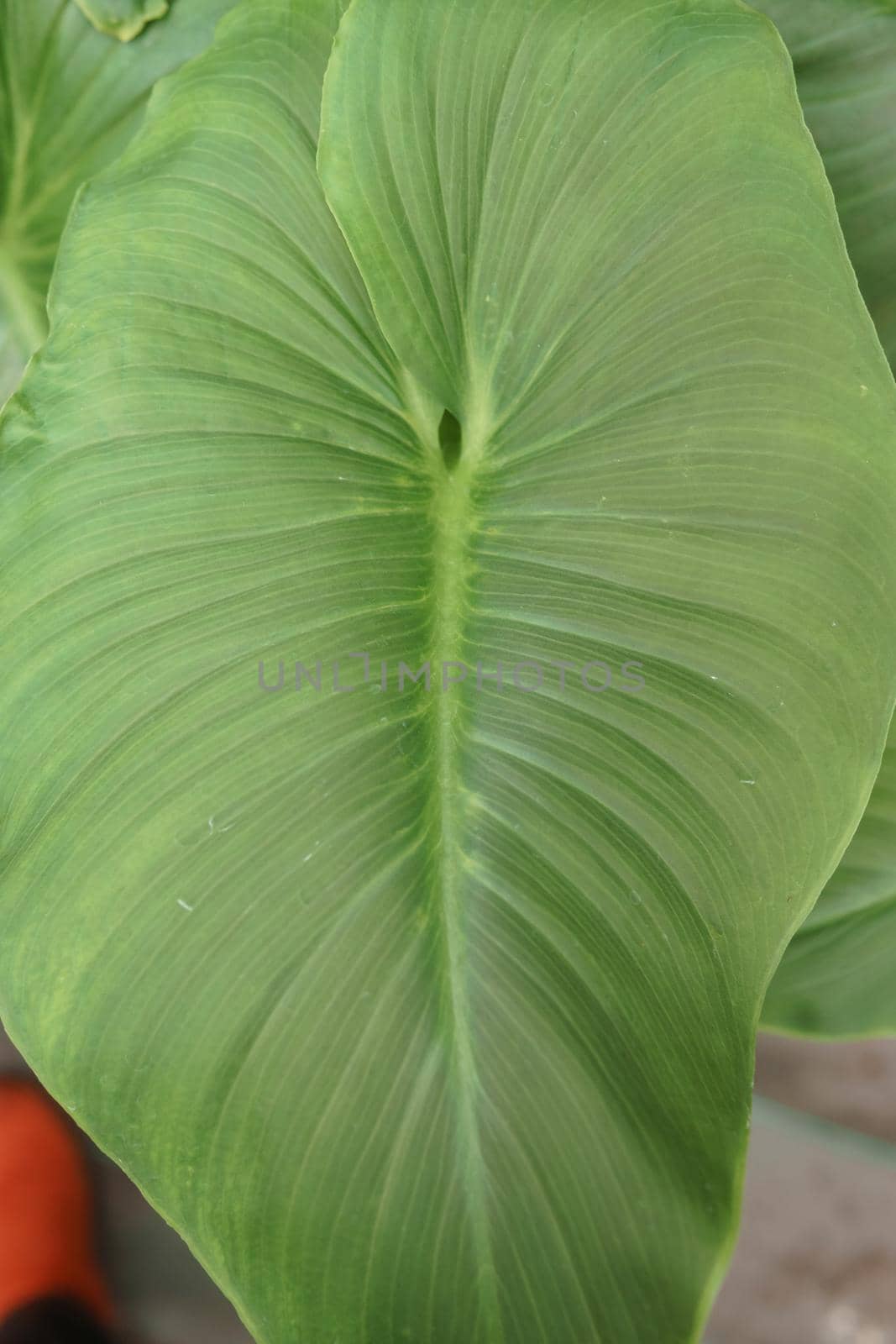 A leaf of a green plant in close-up, macro photography.