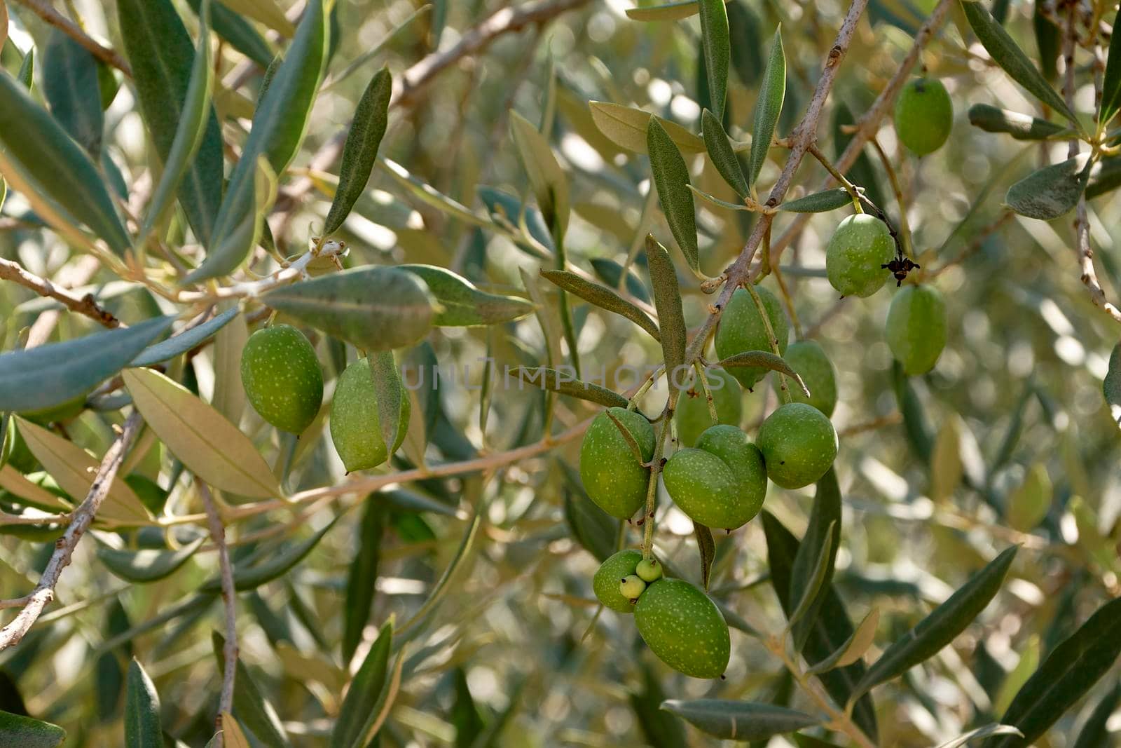 Set of olives on olive branch, details, macro photography.Mediterranean Diet