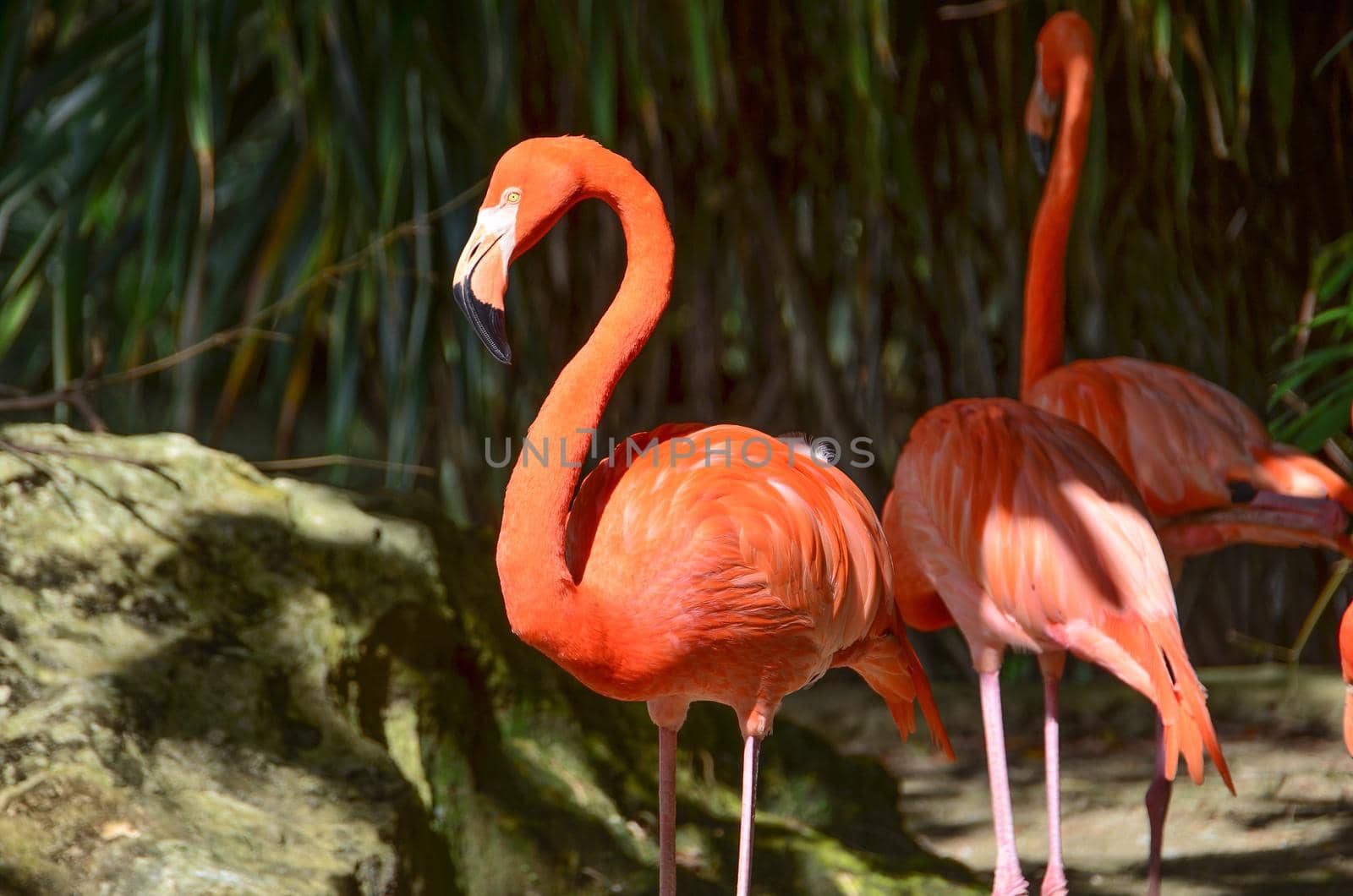 Pink flamingos against green background by Proff