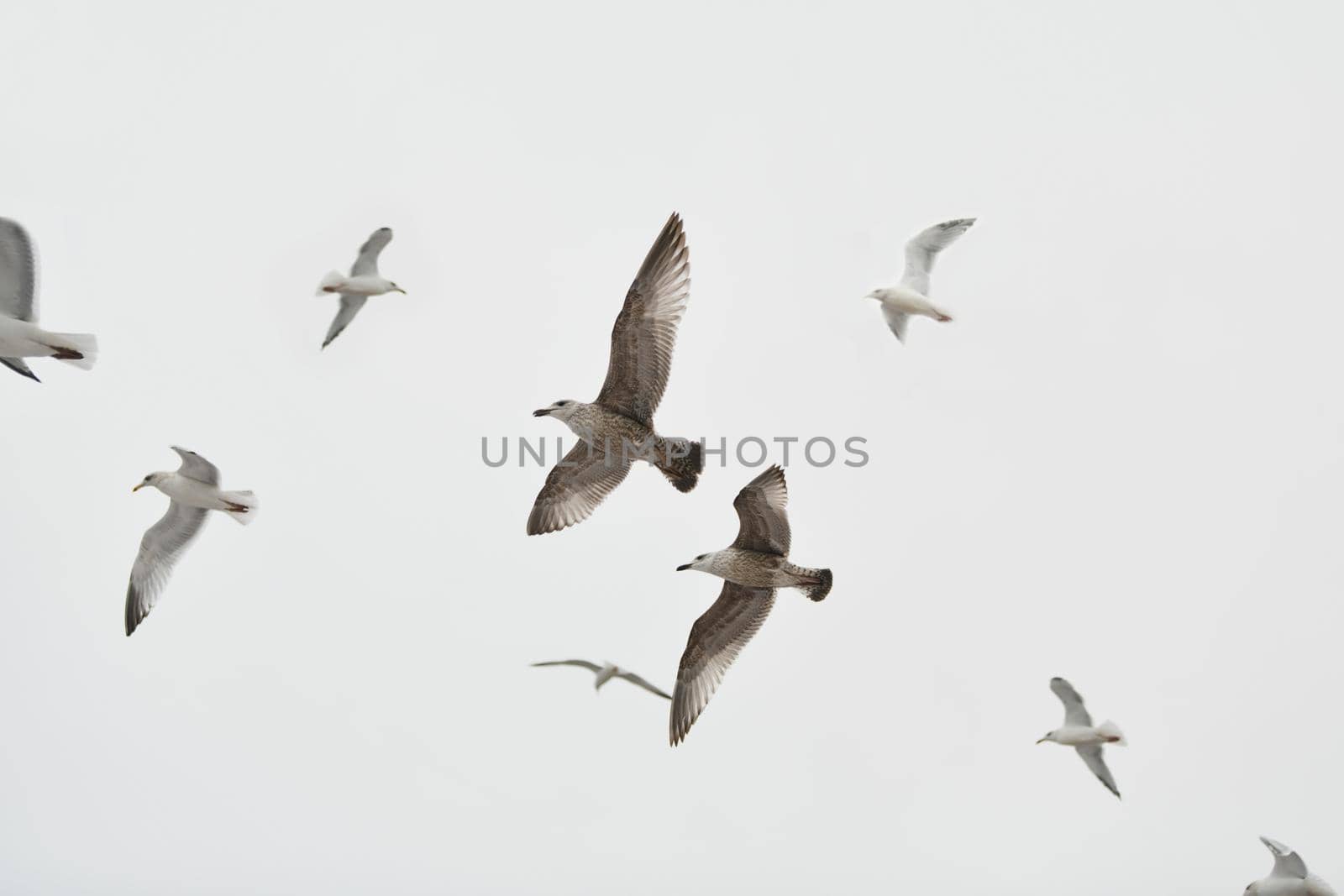 Seagulls flying in sky Spread wings