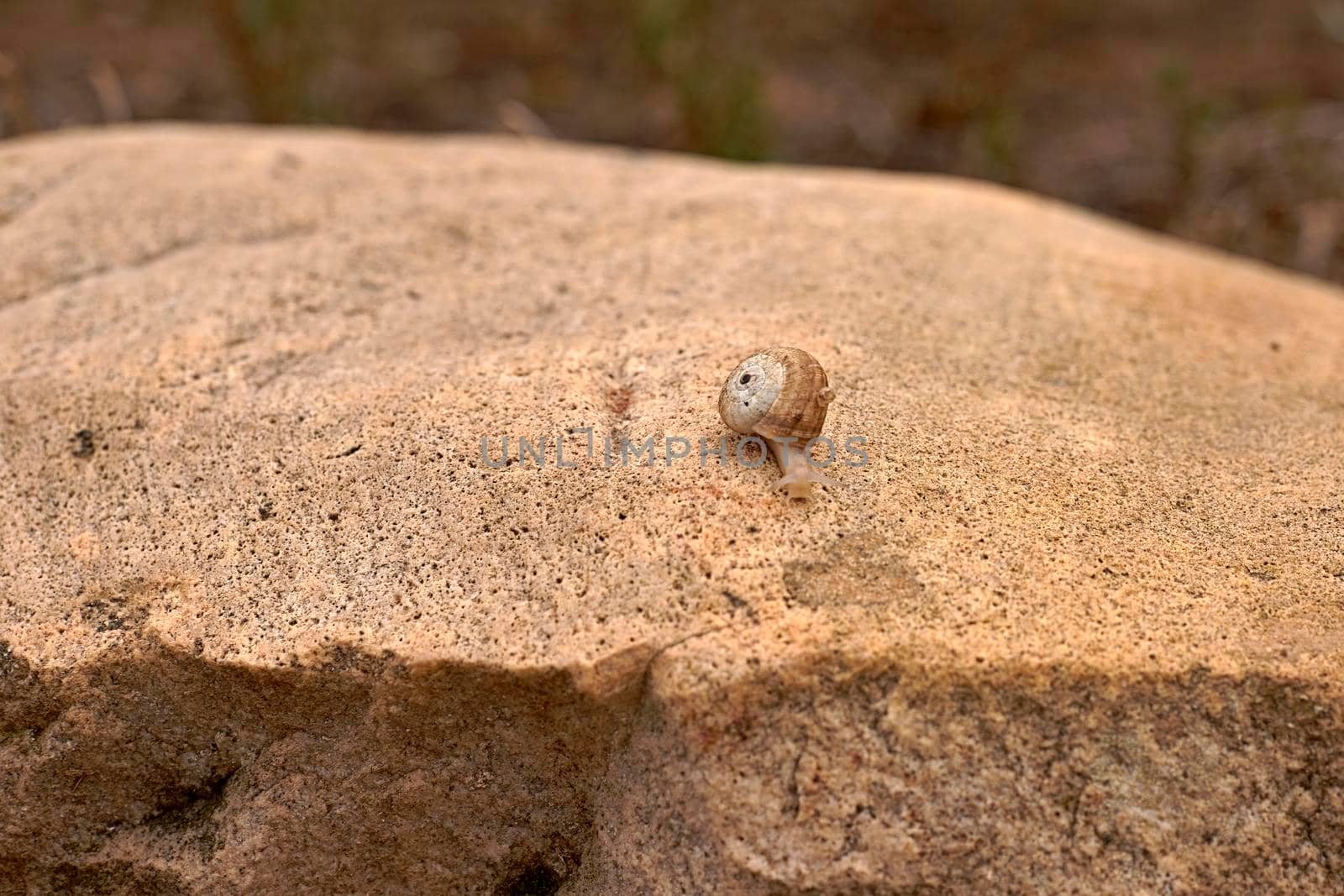 Solitary snail moving across large brown stone. Out of focus background, free space, front view, textures.