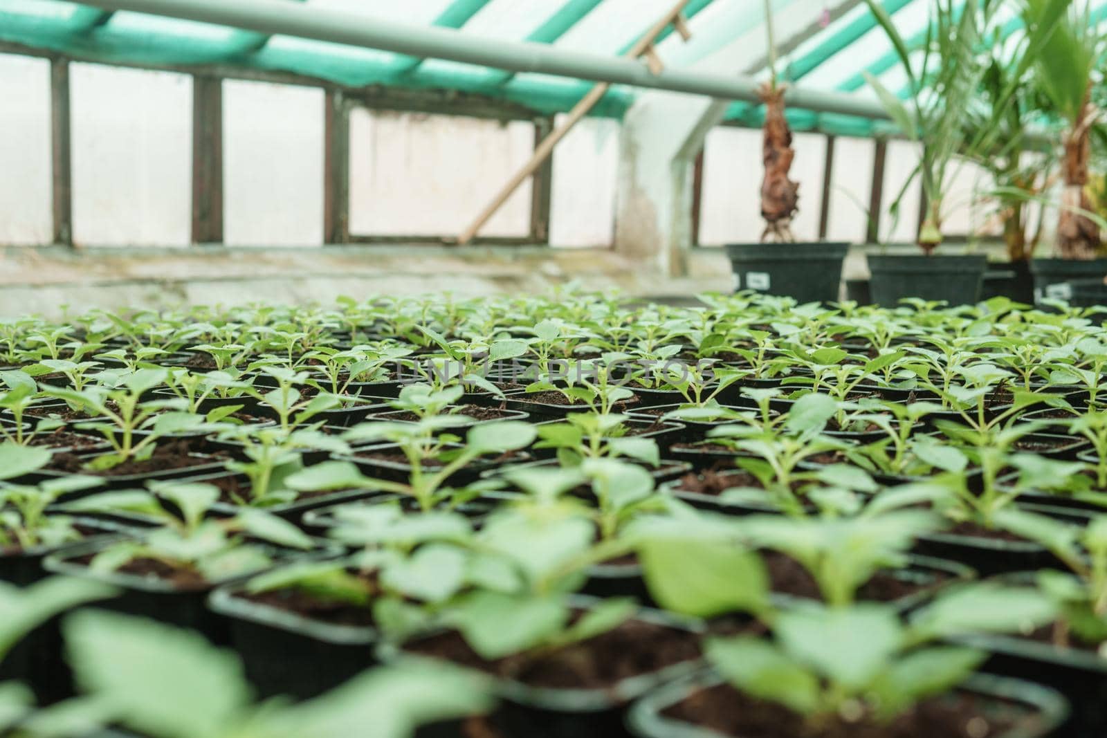 Greenhouse with a large variety of green plants. The concept of planting crops in spring. Pots with seedlings of green plants.