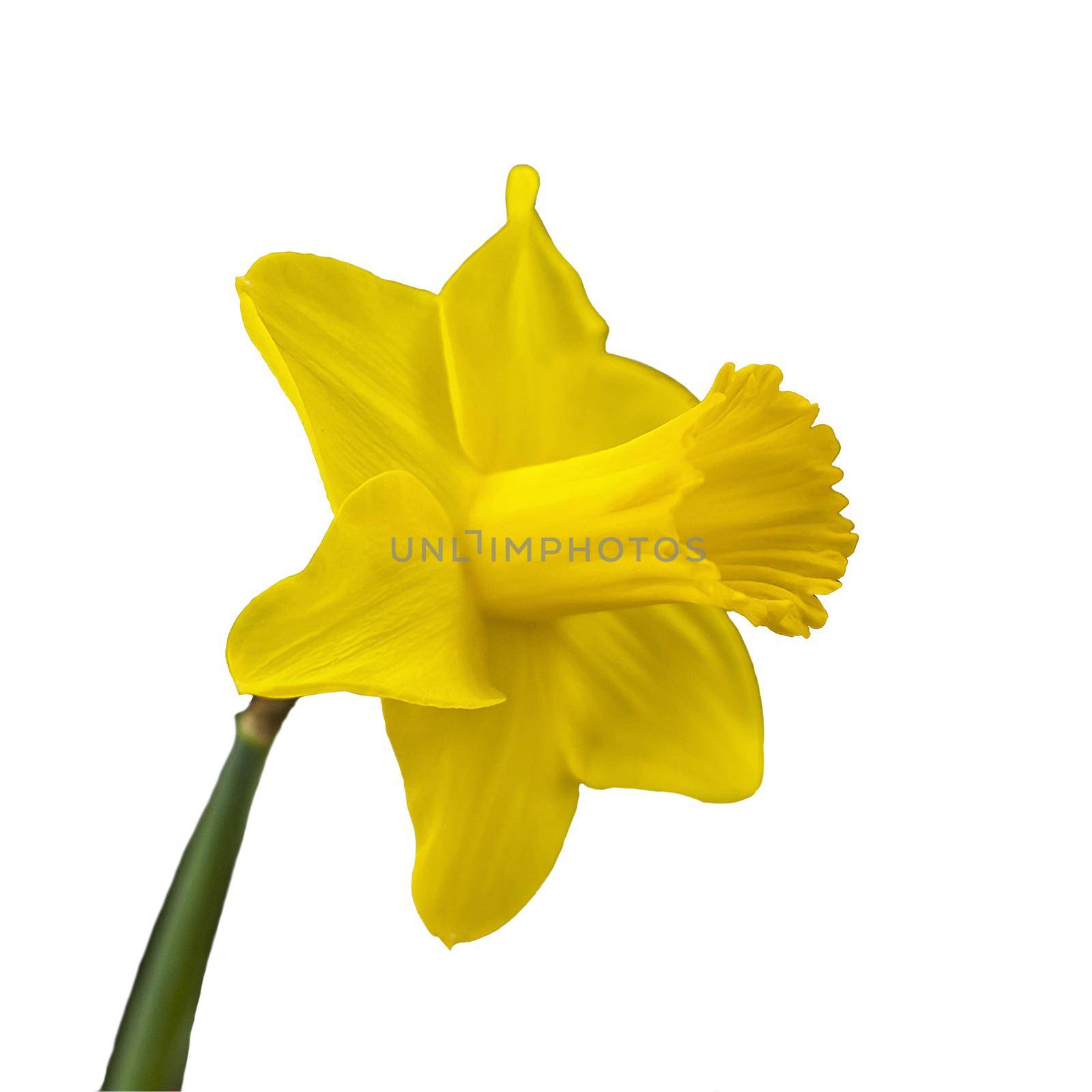 Yellow narcissus on a white isolated background. In spring, daffodils of various species bloom in the garden. Blooming narcissus. Blooming daffodils in spring. by Alina_Lebed