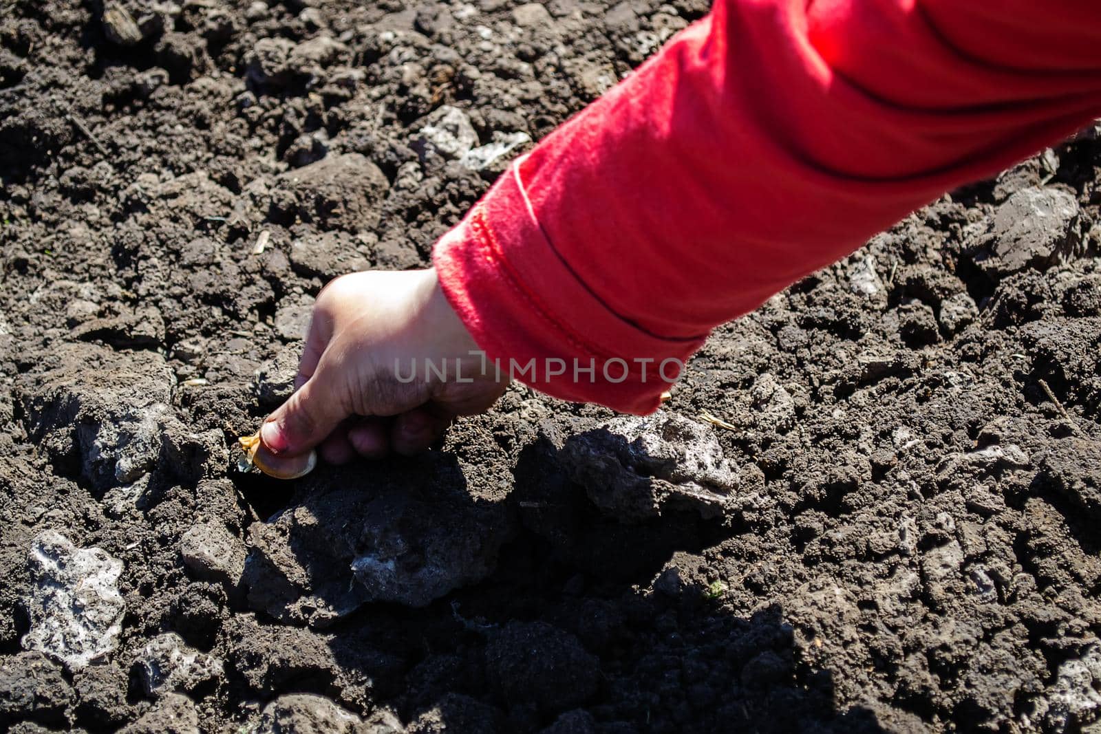 child sow pumpkin on farm, Selective focus