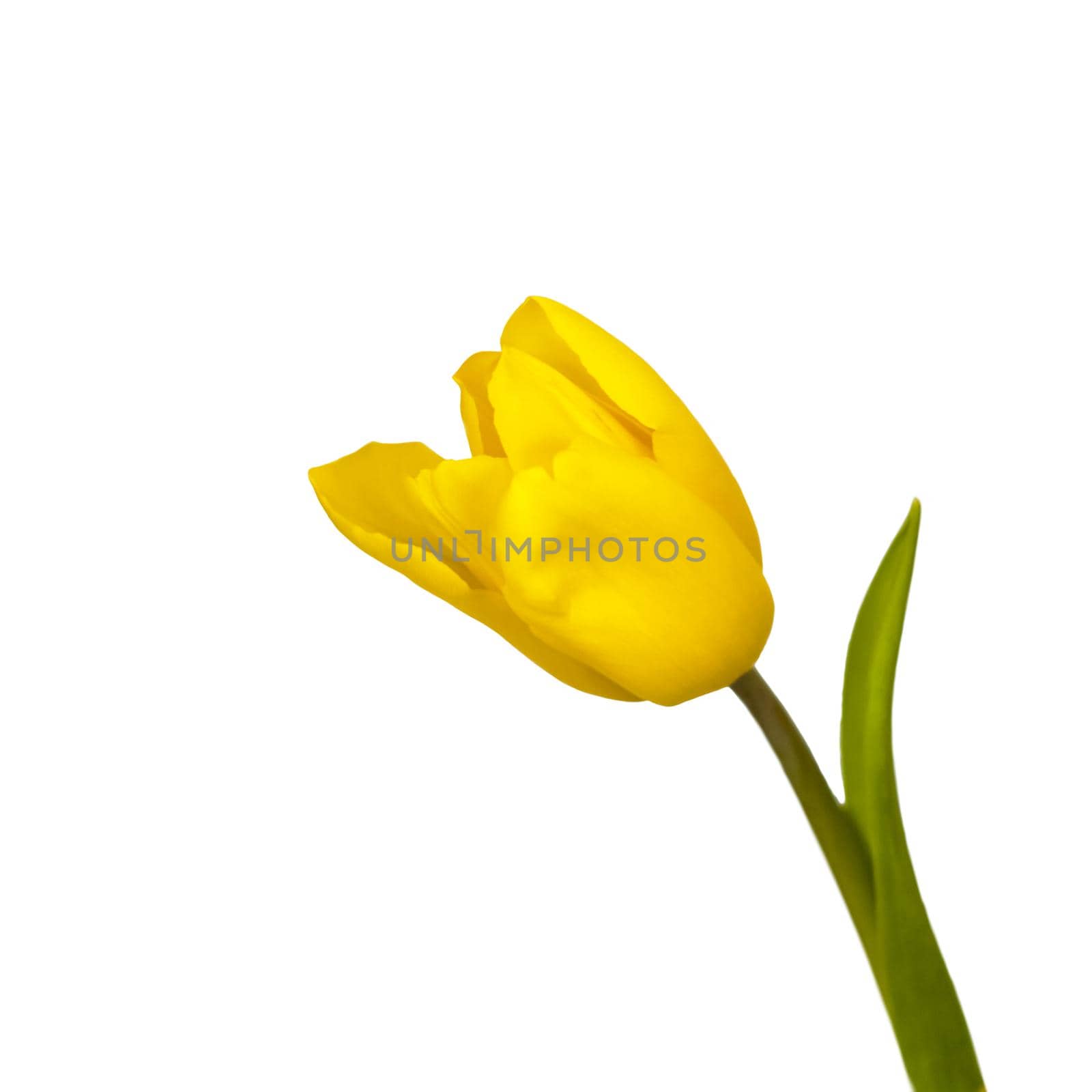 A bouquet of fresh yellow tulips on a white isolated background. Spring flowers in a vase. The concept of spring.