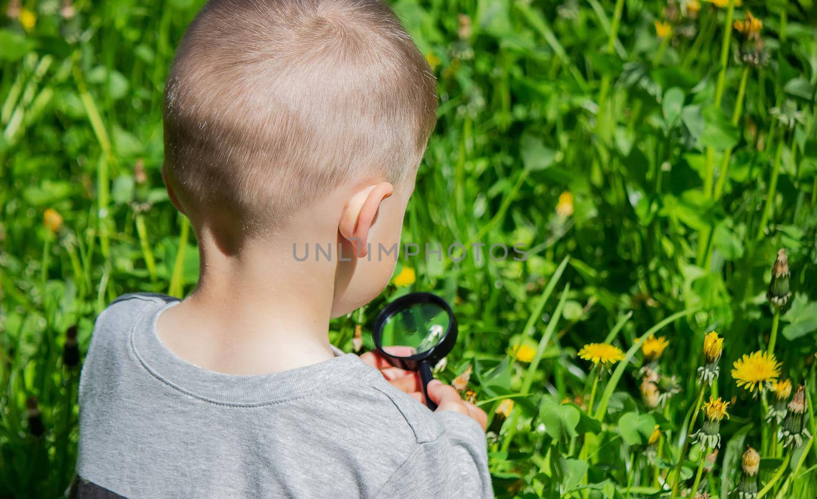 The child examines the flower in a magnifying glass. Nature. Selective focus