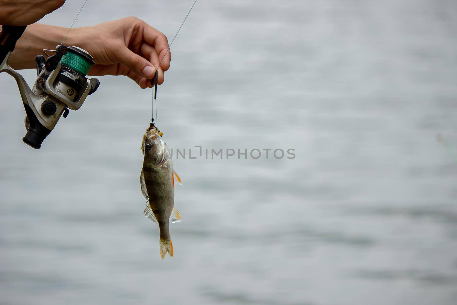 Fishing. Fish on a hook. Selective focus Nature