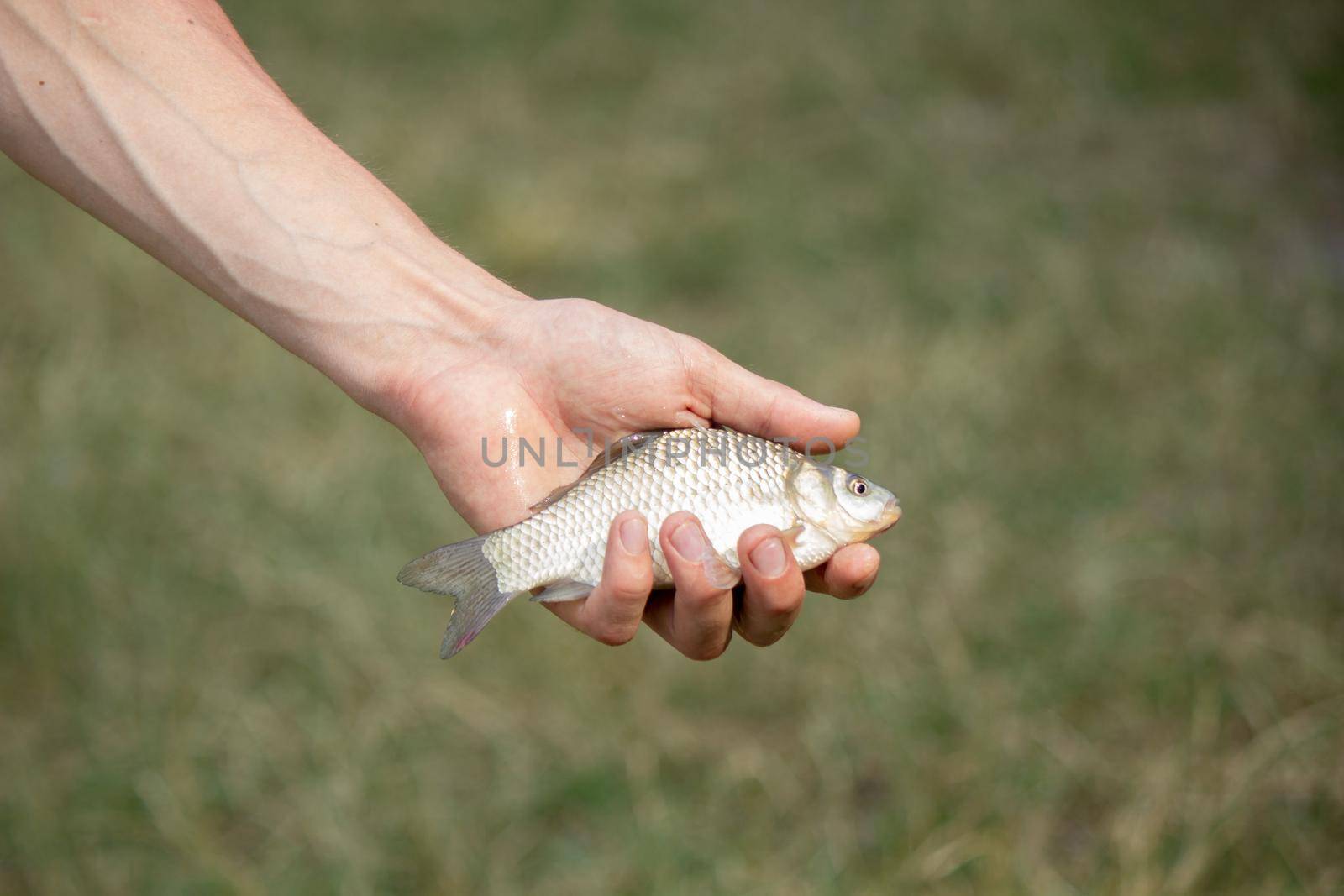Fishing. Fish on a hook. Selective focus Nature