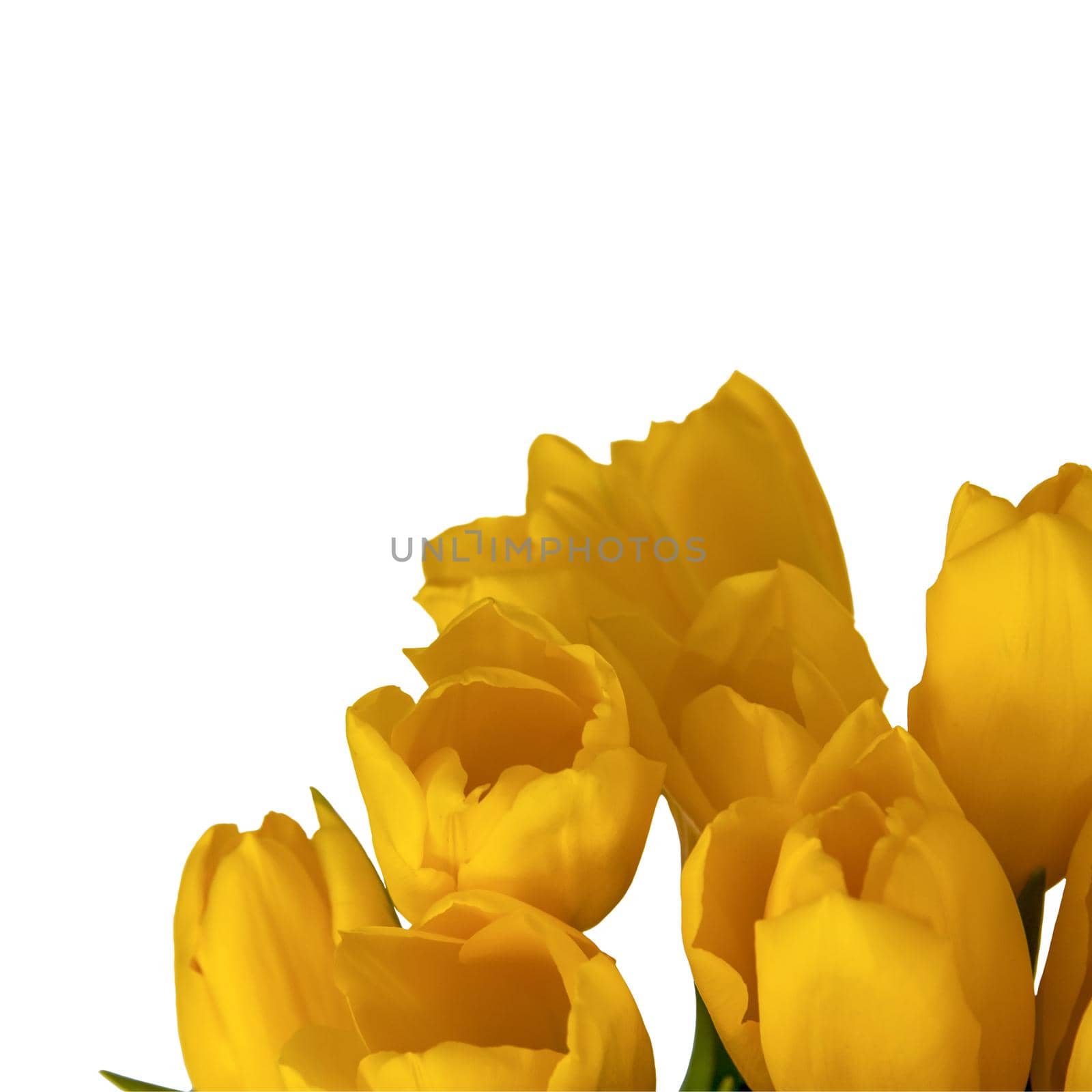 A bouquet of fresh yellow tulips on a white isolated background. Spring flowers in a vase. The concept of spring.
