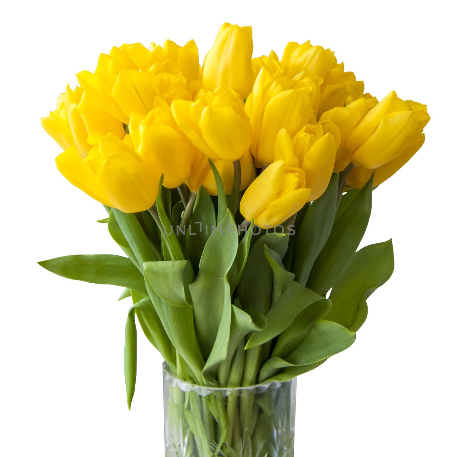 A bouquet of fresh yellow tulips on a white isolated background. Spring flowers in a vase.  by Alina_Lebed