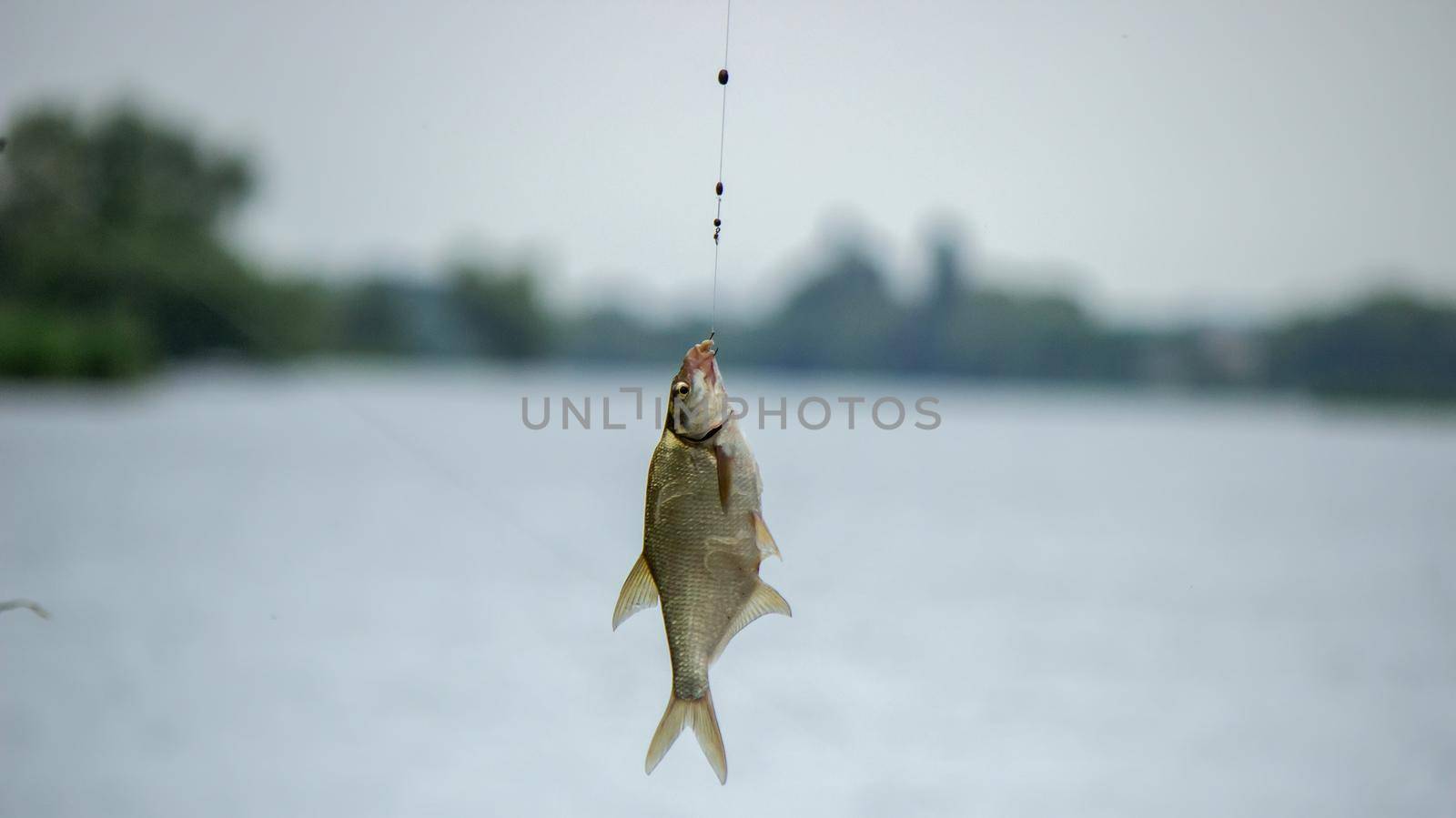 Fishing. Fish on a hook. Selective focus Nature
