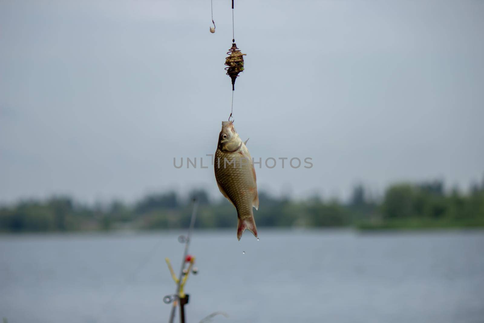 Fishing. Fish on a hook. Selective focus Nature