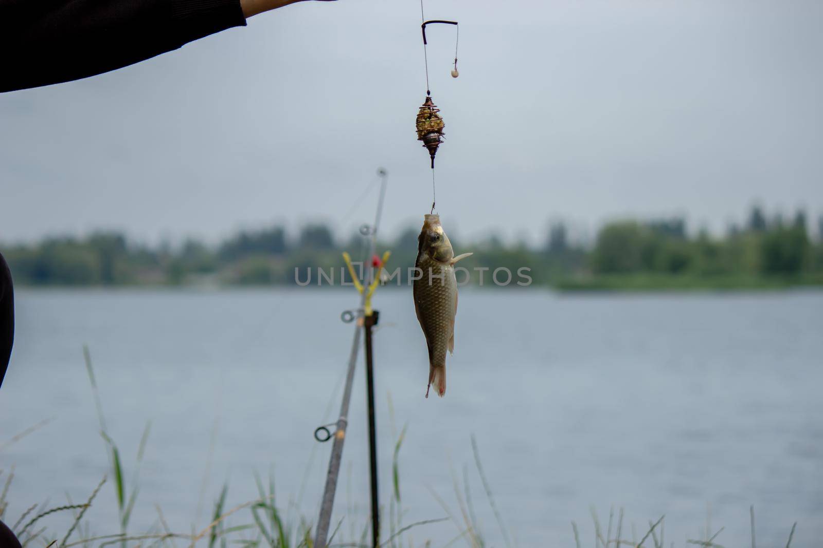 Fishing. Fish on a hook. Selective focus Nature