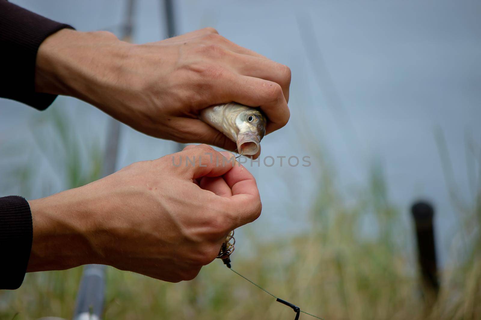 Fishing. Fish on a hook. Selective focus Nature