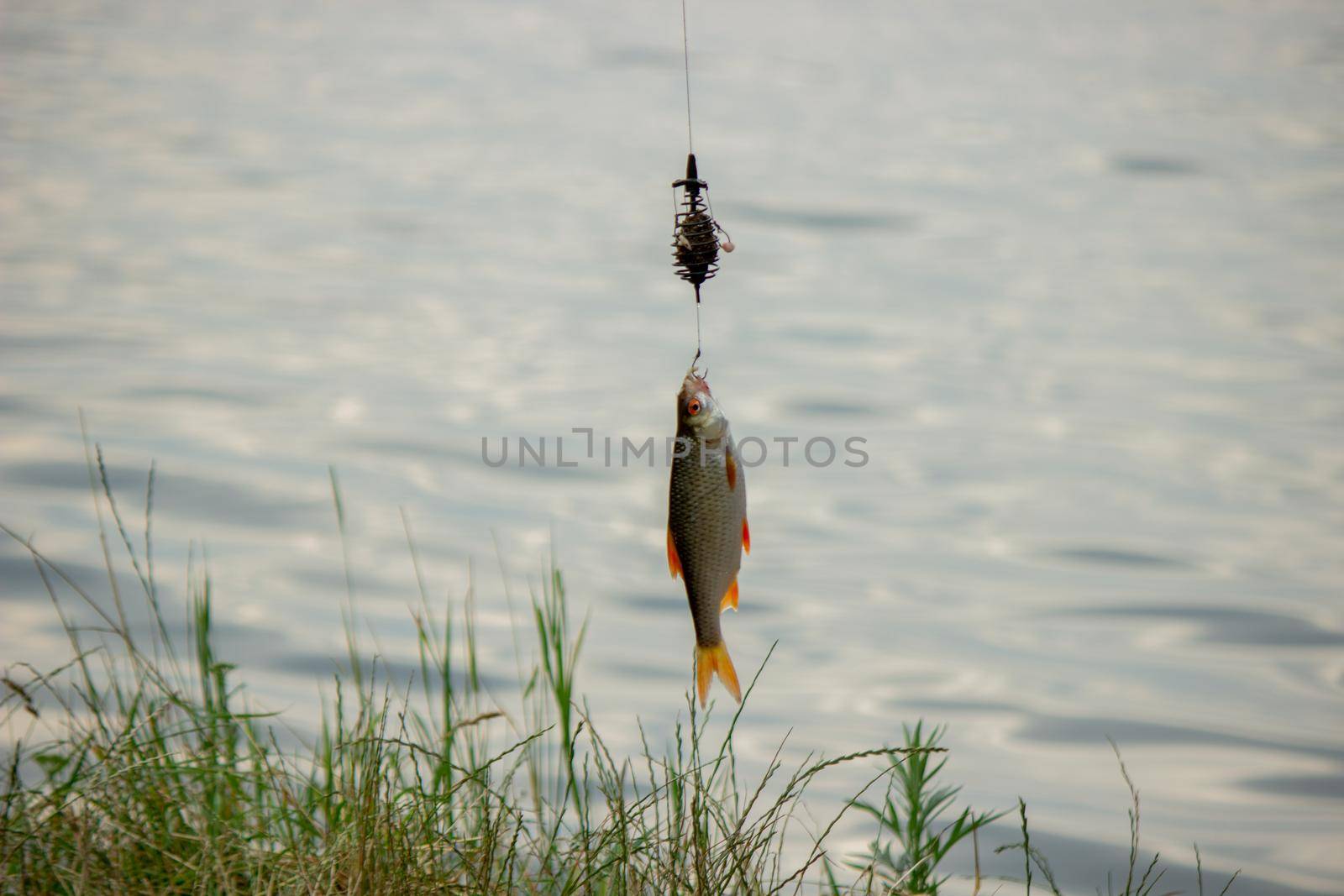 Fishing. Fish on a hook. Selective focus Nature