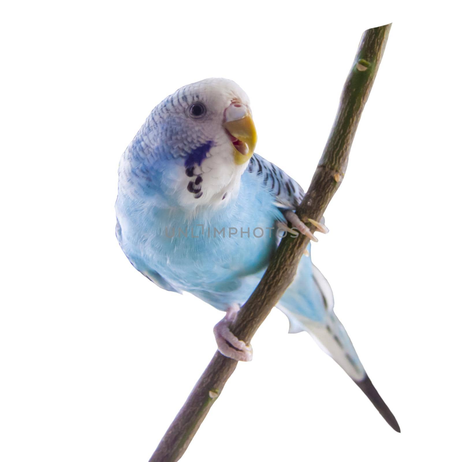 A beautiful blue budgie sits without a cage on a plant.  Isolated on a white background. Tropical birds at home. by Alina_Lebed