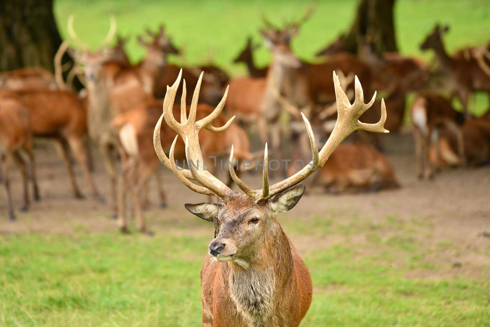 Many deers graze in the forest