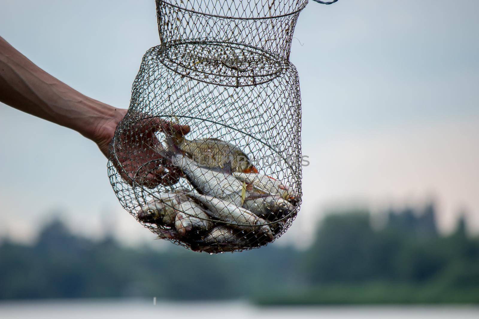 Fishing. Fish on a hook. Selective focus Nature