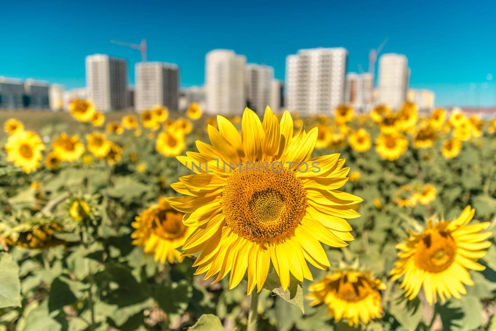 Gorgeous sunflowers on a background of new buildings and blue sky by Proff