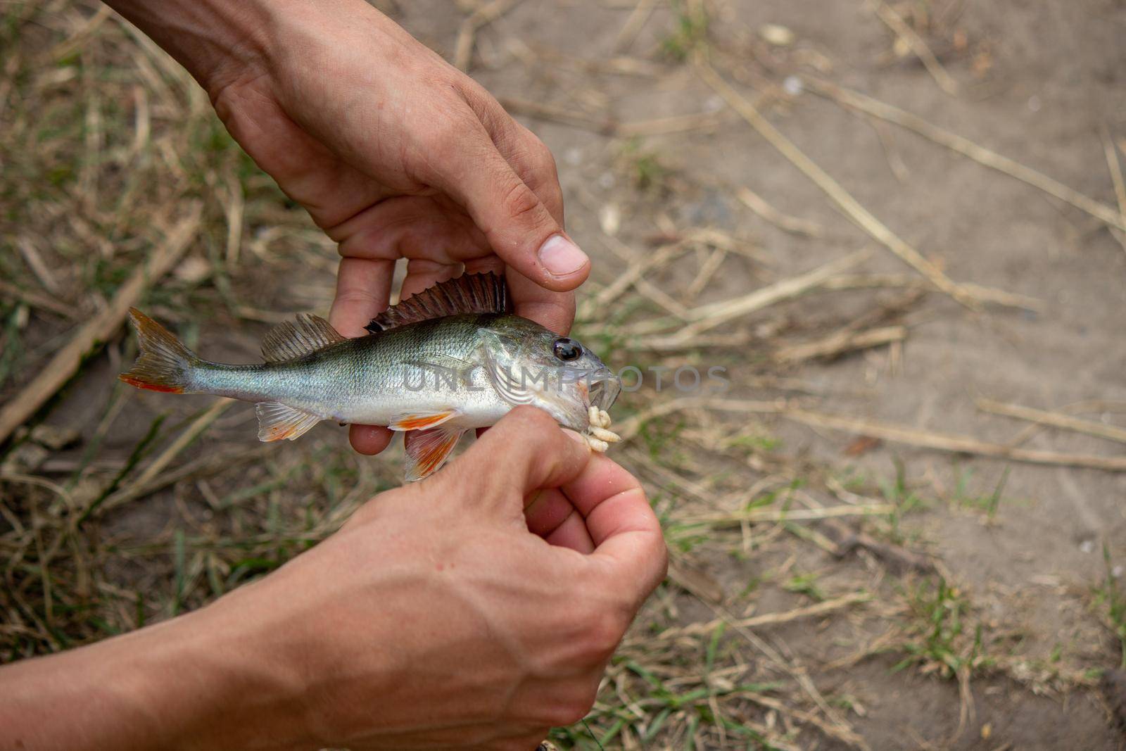 Fishing. Fish on a hook. Selective focus Nature