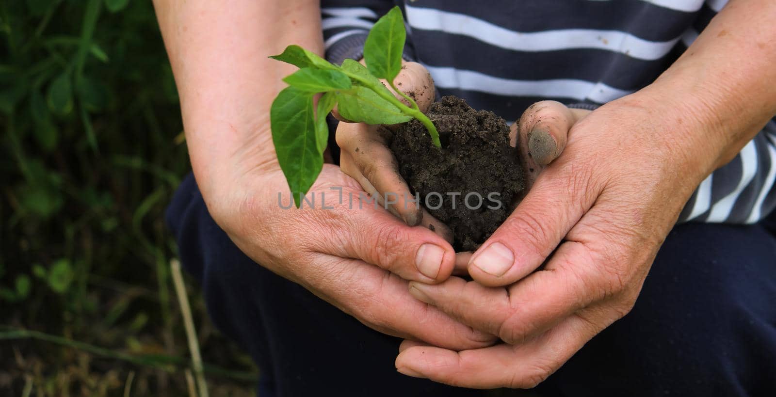 A child holds a green plant on dark brown soil, pepper seedlings. Nature, selective focus