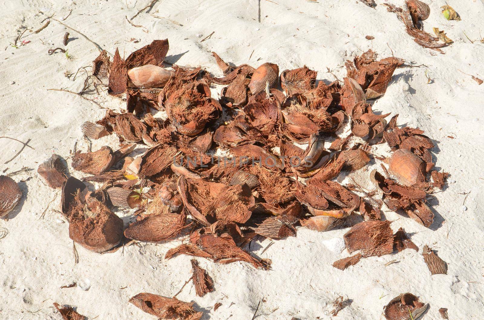 Coconut peel in the sand under the sun by Proff