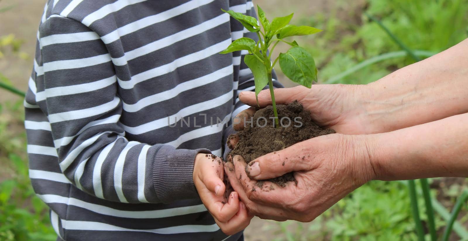 A child holds a green plant on dark brown soil, pepper seedlings. Nature, selective focus