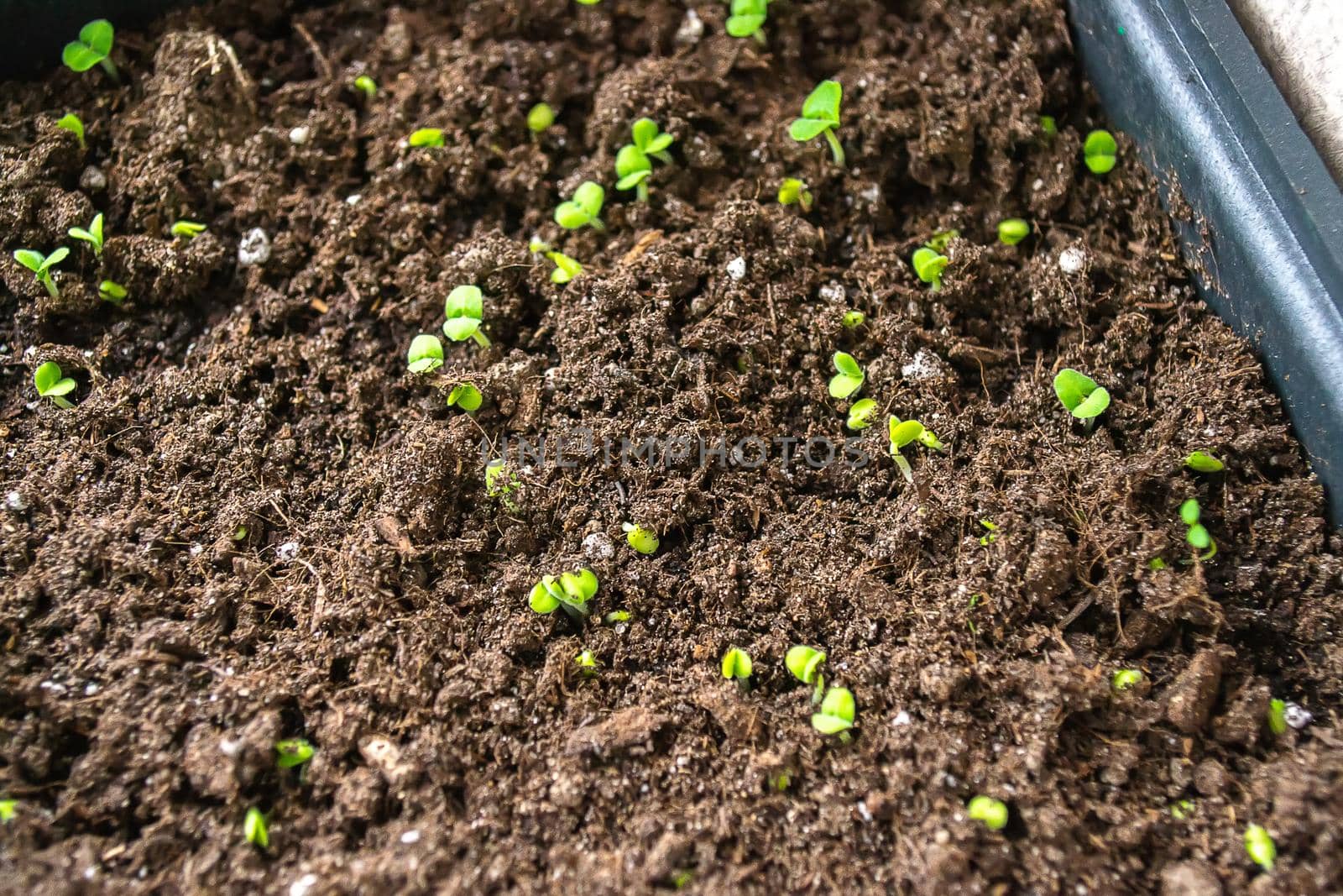 paprika plants in pots on window sill