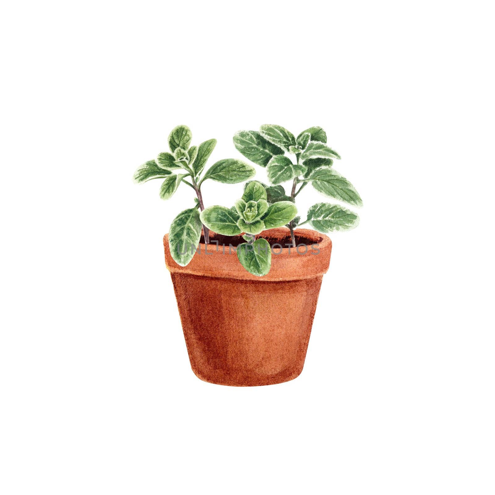 Marjoram in a pot isolated on a white background. Provencal herbs in watercolor. Illustration of kitchen herbs and spices. Suitable for postcards, business cards, banners, booklets, design, textiles by NastyaChe
