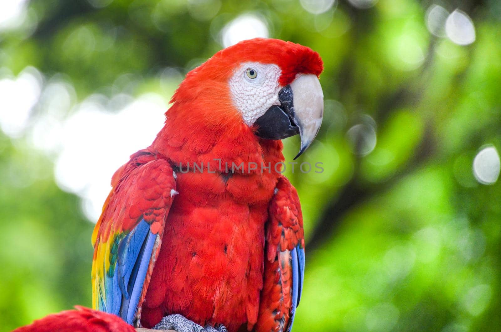 Scarlet Macaw.