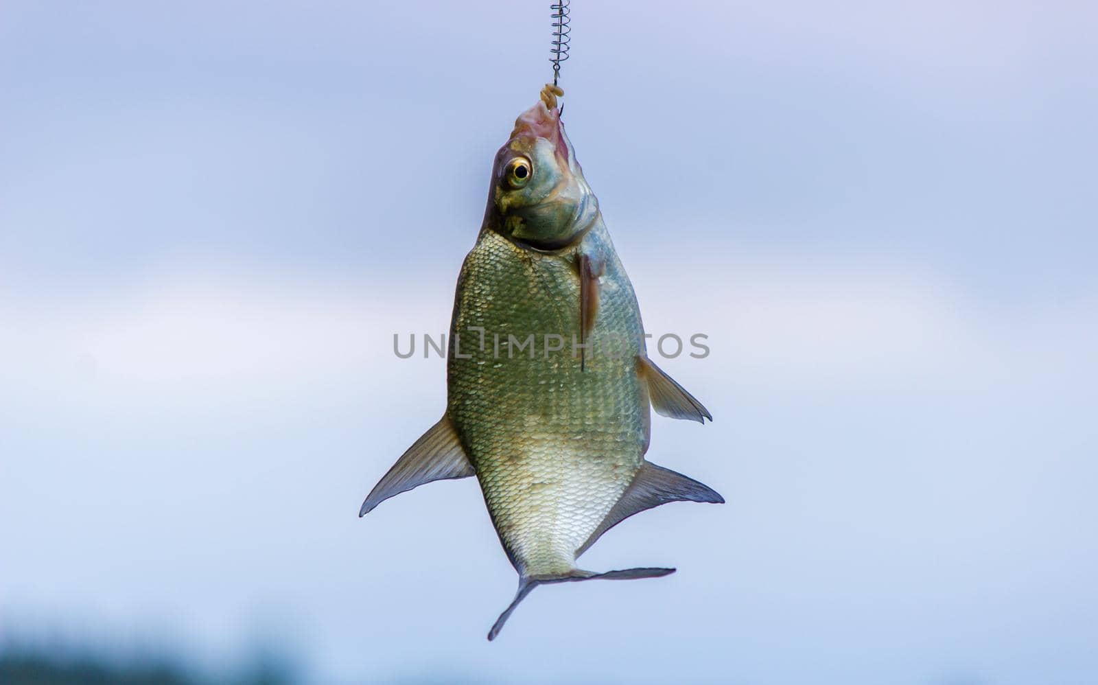 fish hanging on a fishing hook close-up. Nature, selective focus