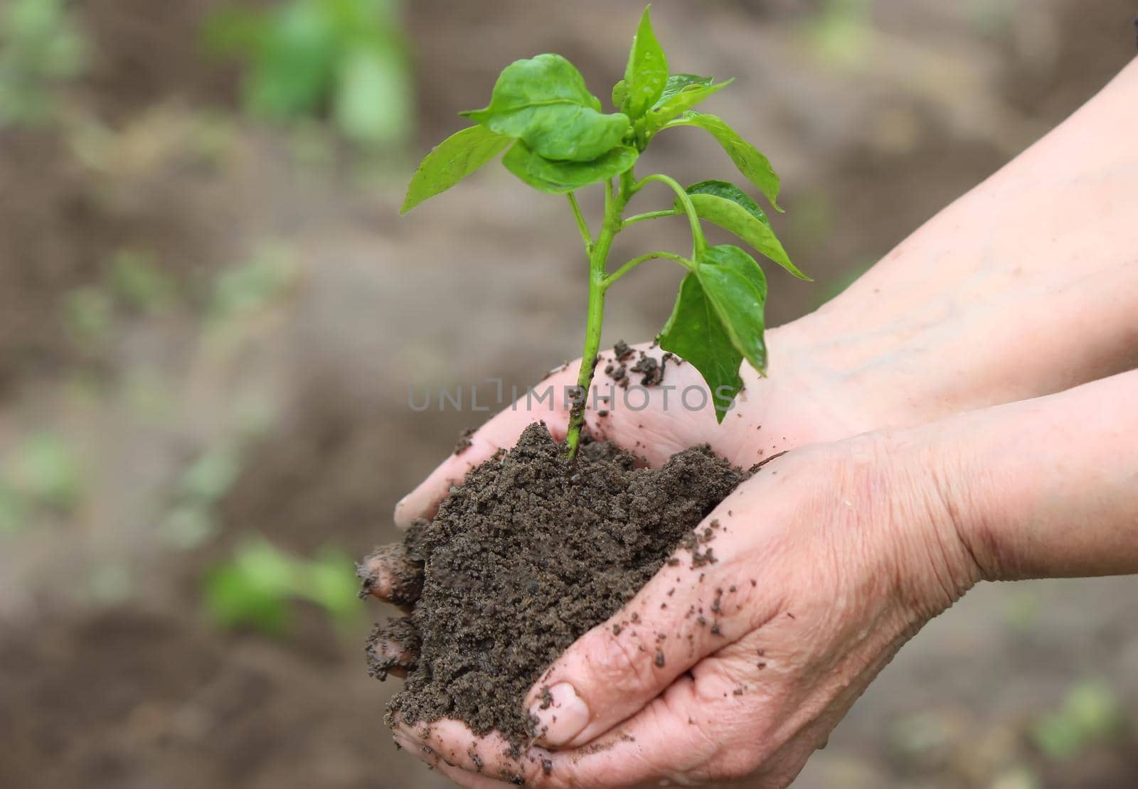 Woman holding green pepper seedlings over the soil, top view. Nature. Selective focus