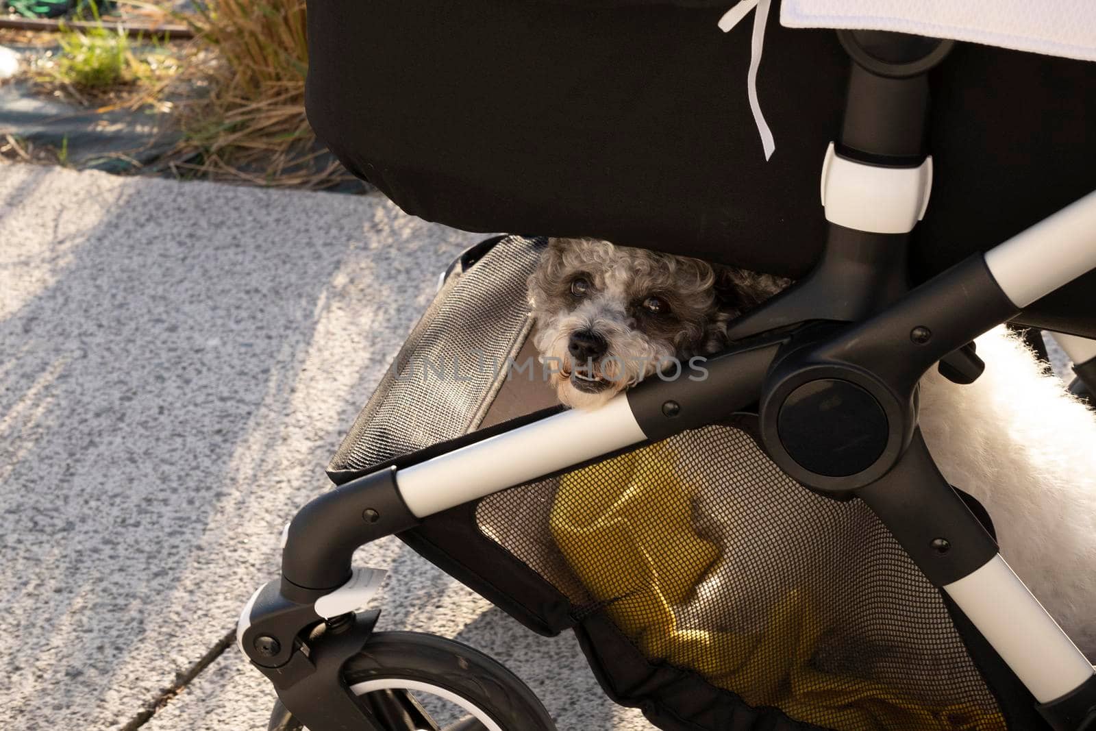 a terrier puppy sits on the shelf of a stroller