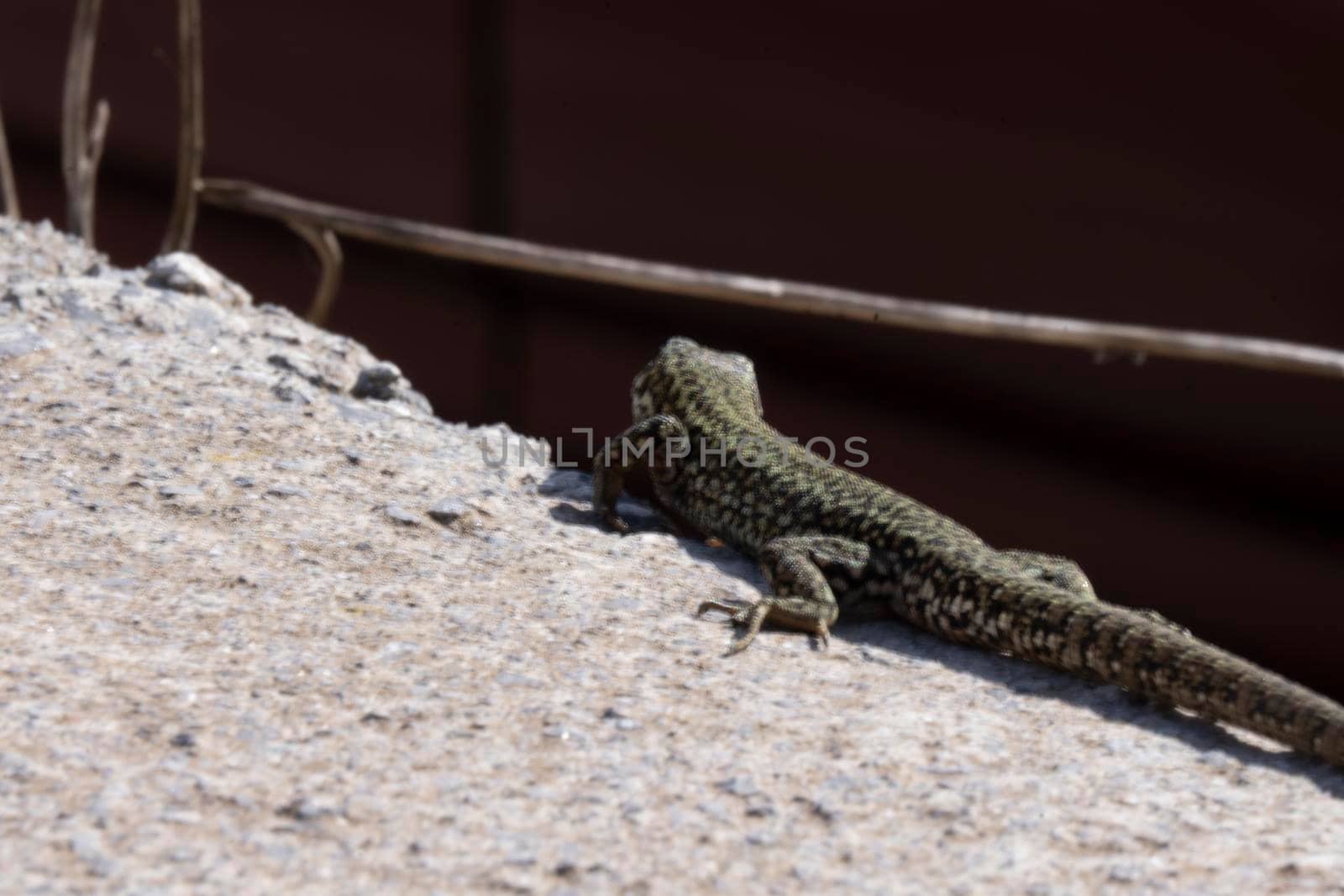 A common wall lizard podarcis muralis basking in the sun. These lizards are also known as European wall lizards and can grow to about 20 cm 7.9 in in total length.