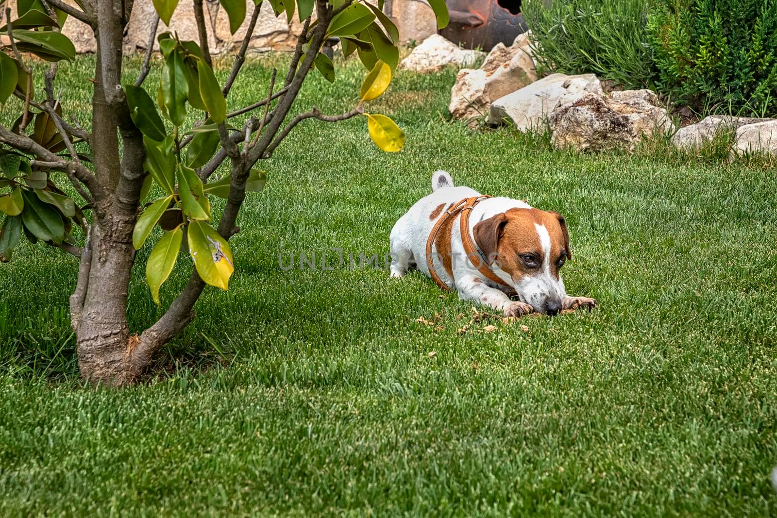 Puppy purebred jack Russell terrier playing with a wooden stick on the green grass in the garden