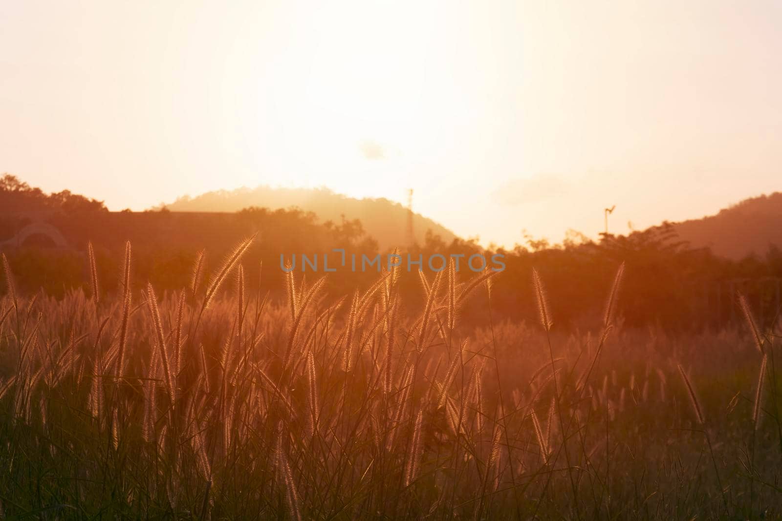 Cogon glass, grass flower or pennisetum with sunrise background. beatiful grass flower on side road at morning  with sunrise. Grass flowers are blooming in the morning time. nature background concept