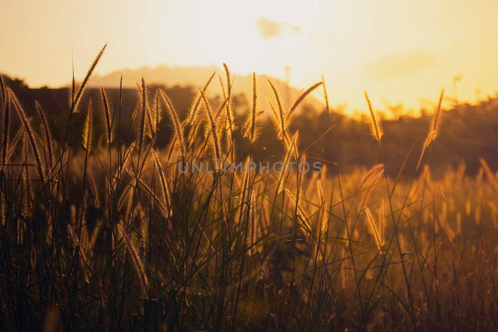Cogon glass, grass flower or pennisetum with sunrise background. beatiful grass flower on side road at morning  with sunrise. Grass flowers are blooming in the morning time. nature background concept